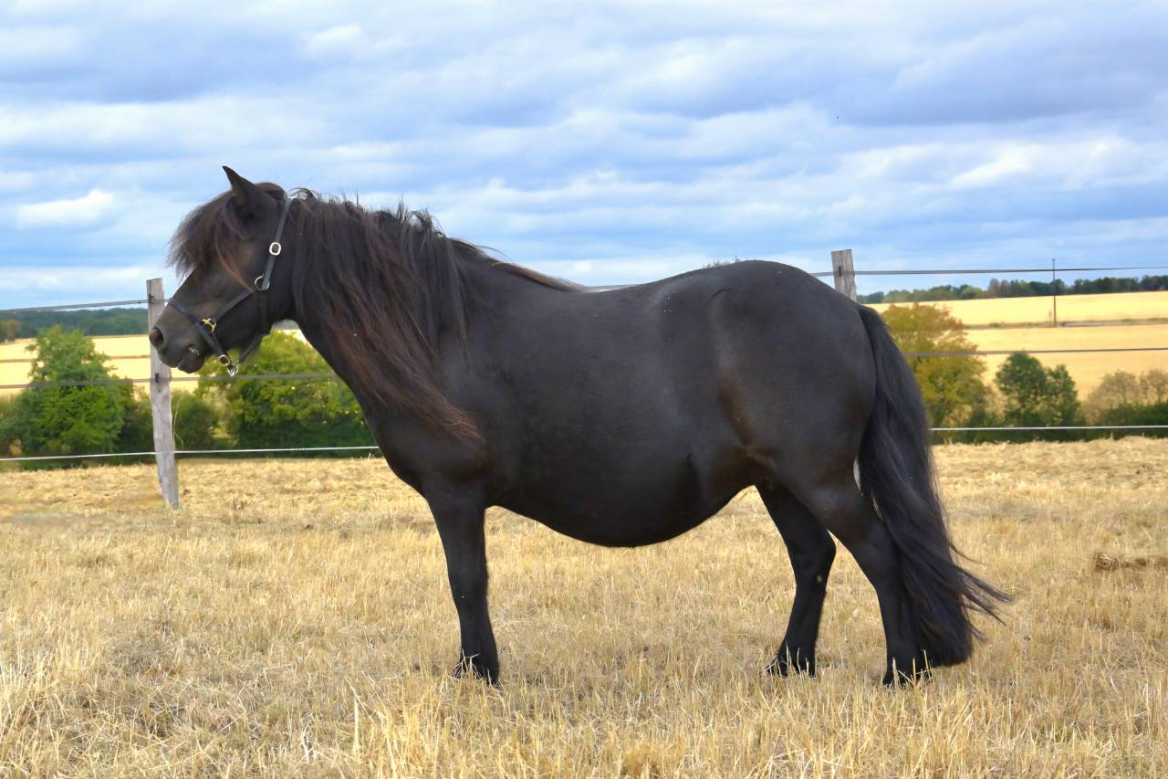 Poulini&egrave;re Shetland 8 ans