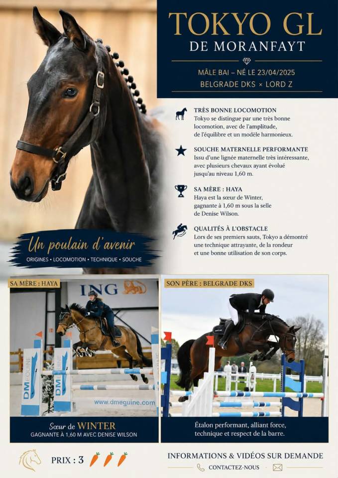 Poulain de 1 ans &agrave; vendre 
