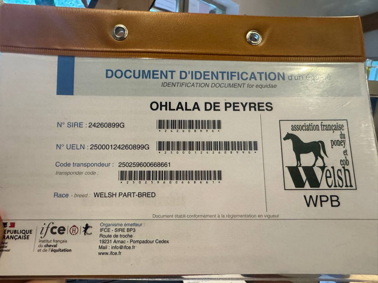 Ponette Welsh part bred 2,5ans 