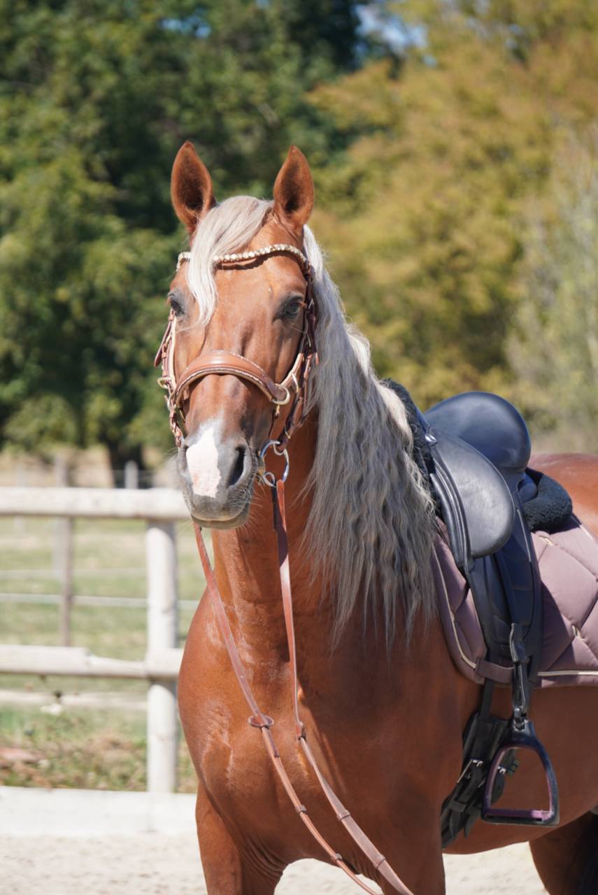Entier - PRE - 9 ans - Dressage / Polyvalent - France