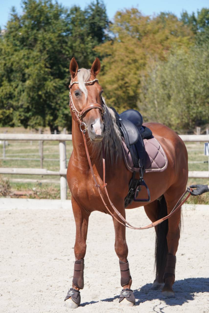 Entier - PRE - 9 ans - Dressage / Polyvalent - France
