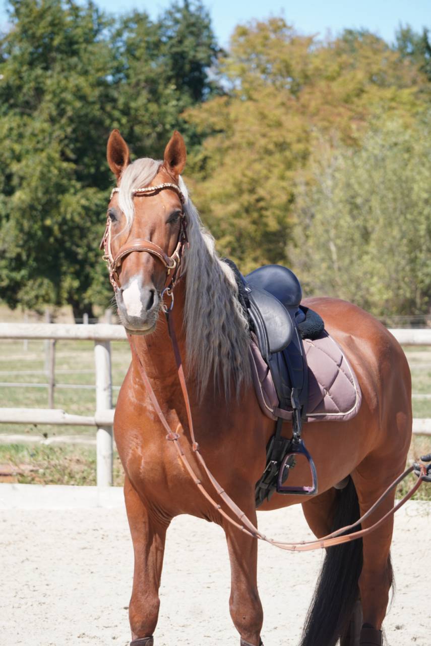 Entier - PRE - 9 ans - Dressage / Polyvalent - France