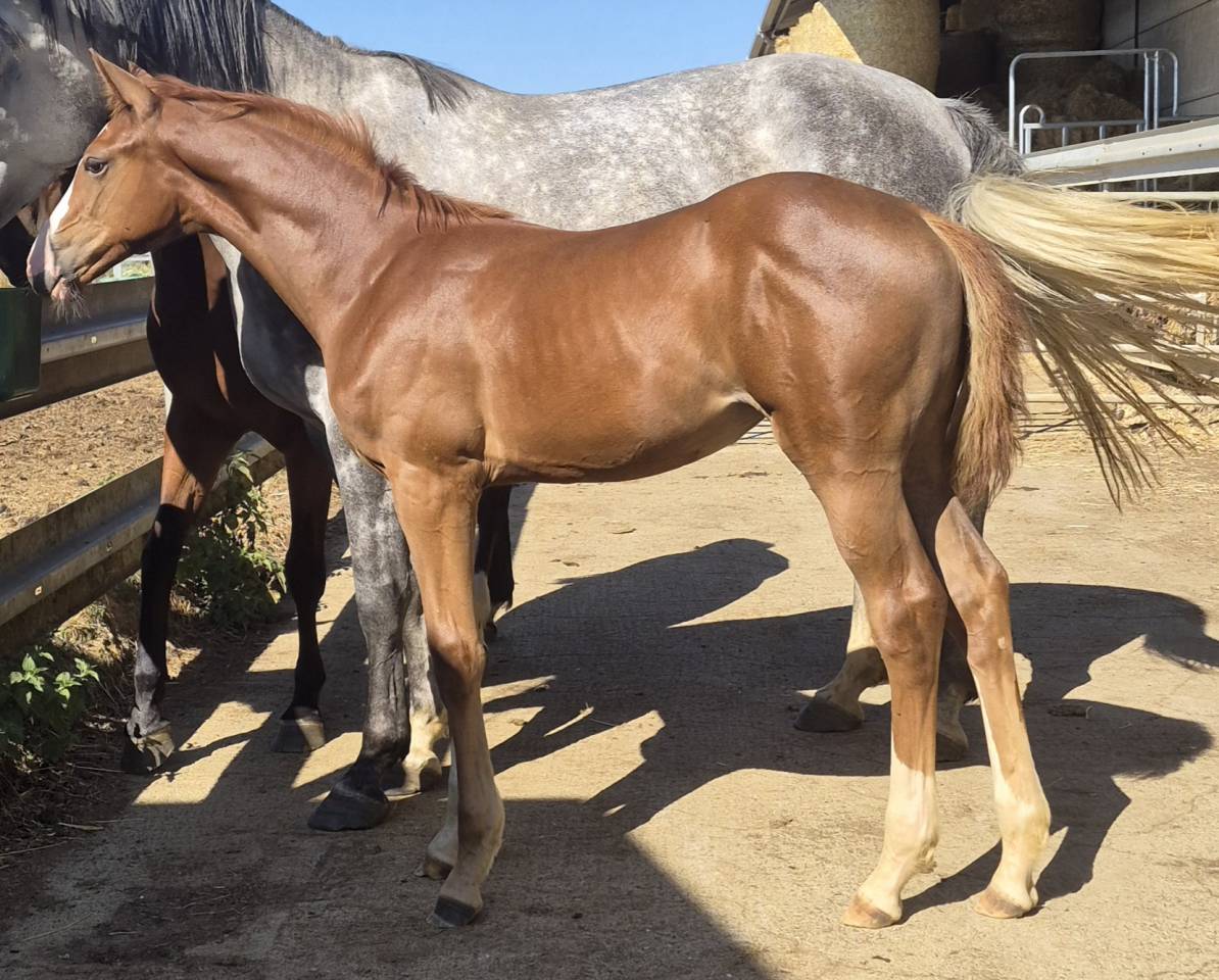 Candy de nantuel x tangelina de kreisker foal femelle