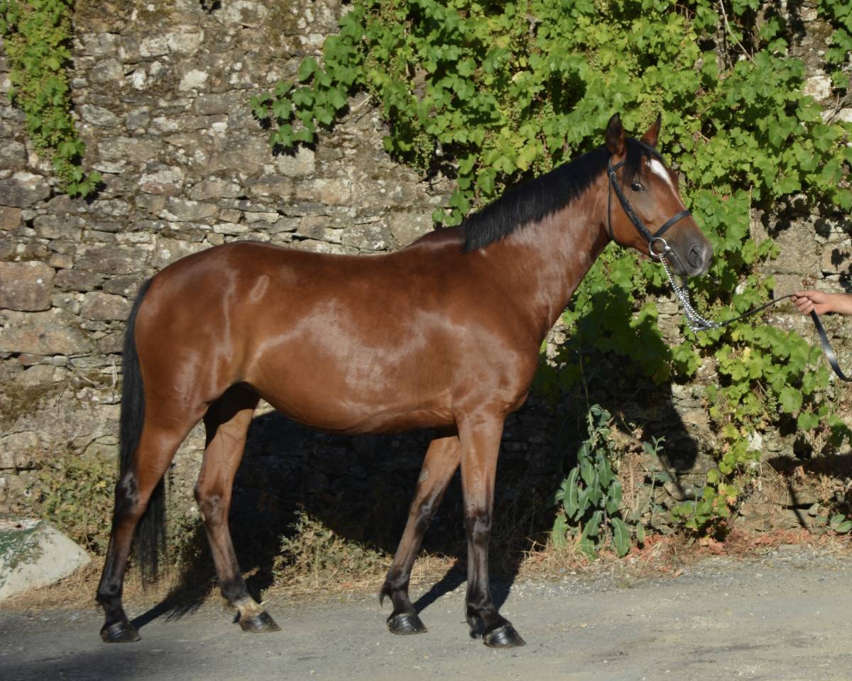 PONETTE DE 5 ANS