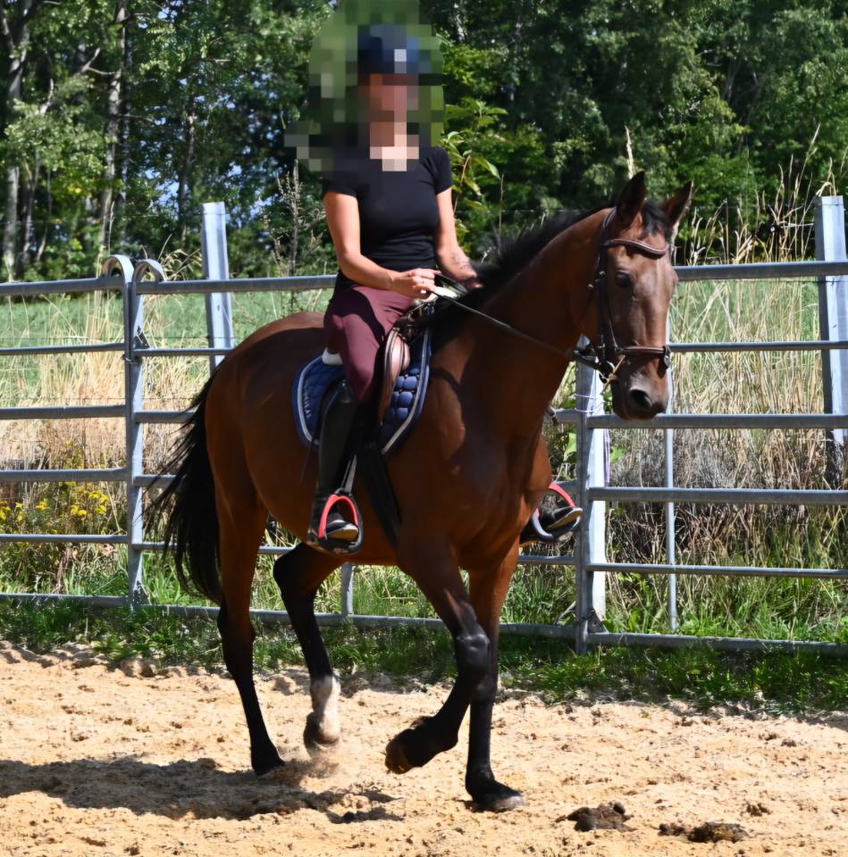 Afaya, jument de 9 ans