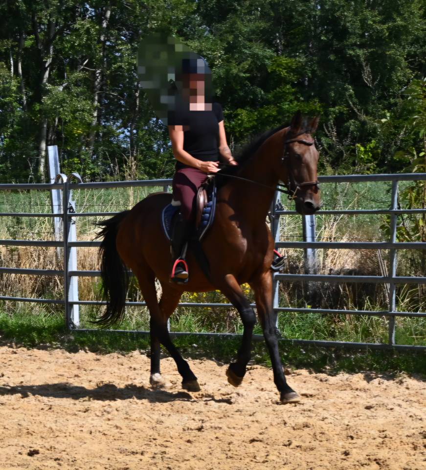 Afaya, jument de 9 ans