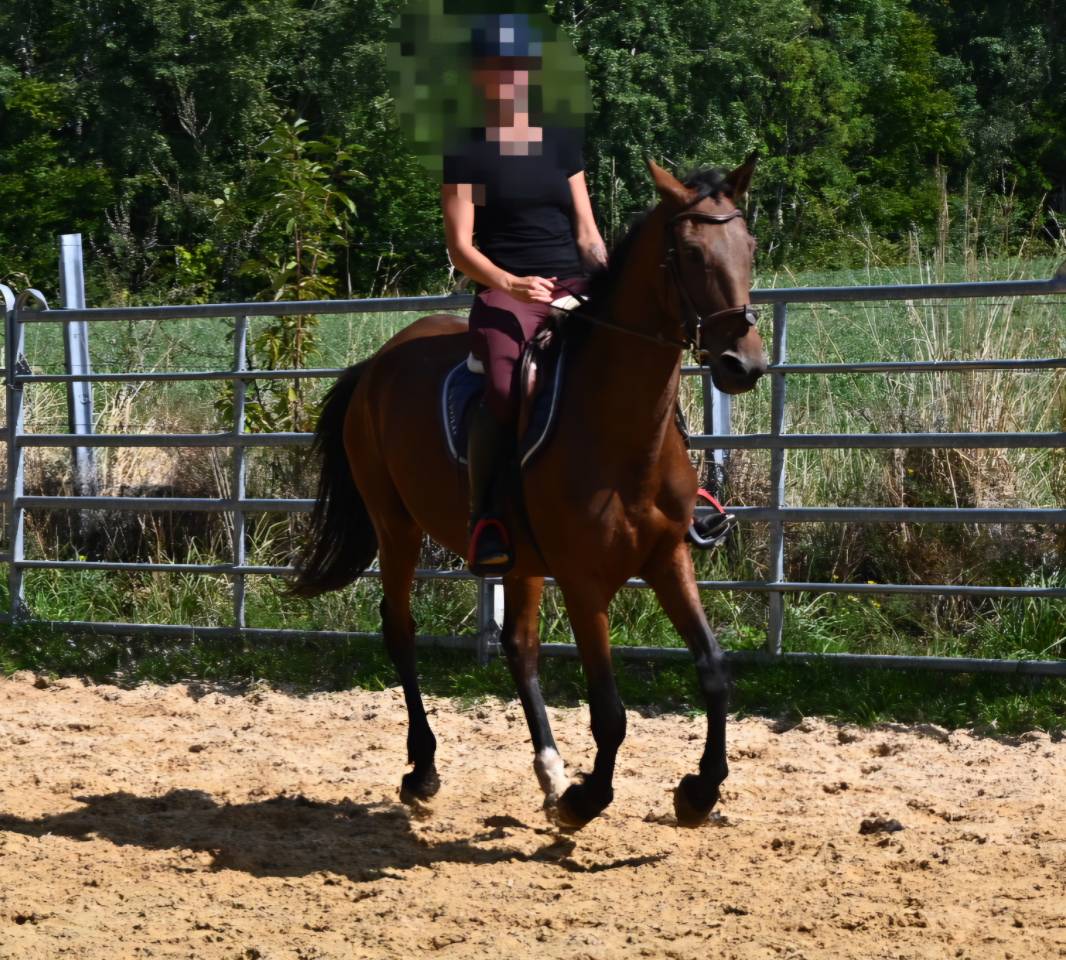 Afaya, jument de 9 ans