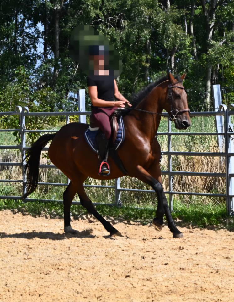 Afaya, jument de 9 ans