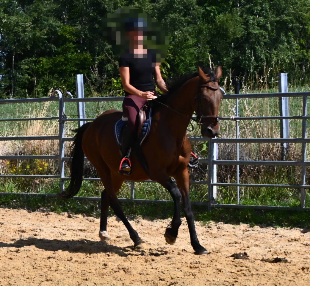 Afaya, jument de 9 ans