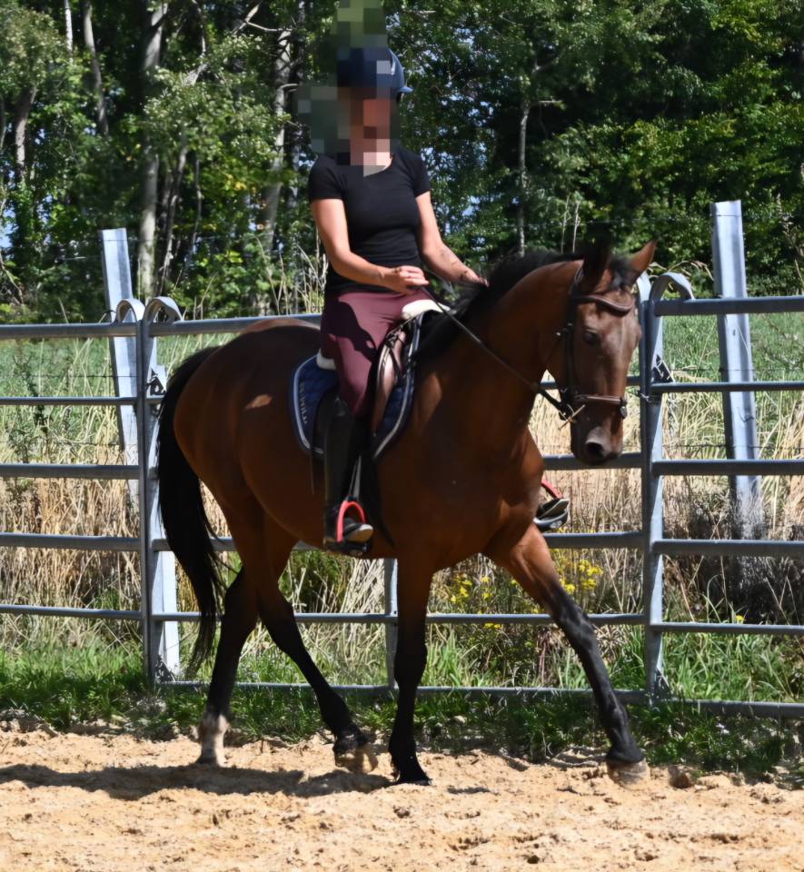 Afaya, jument de 9 ans