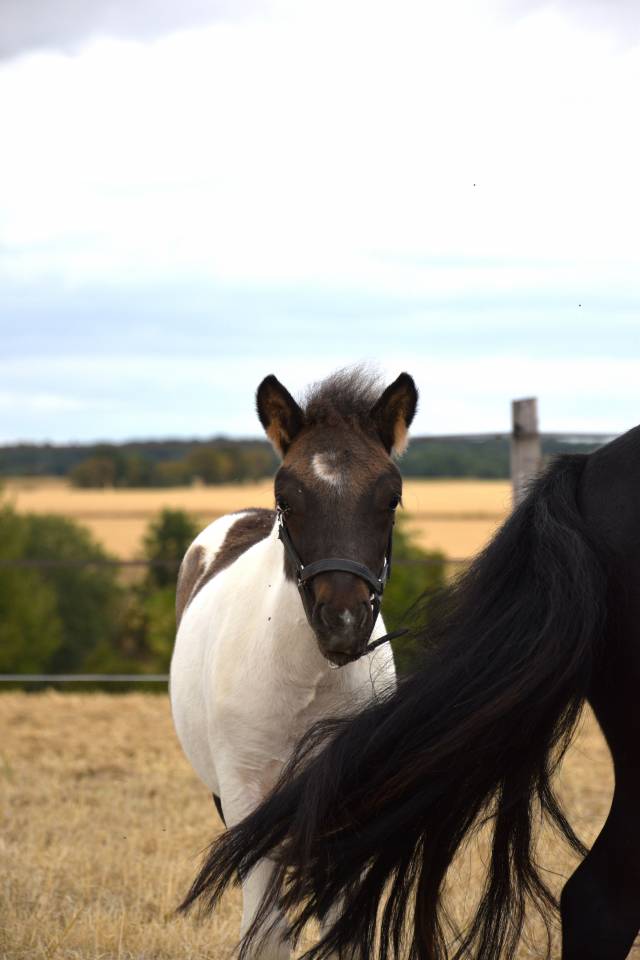 Foal m&acirc;le shetland