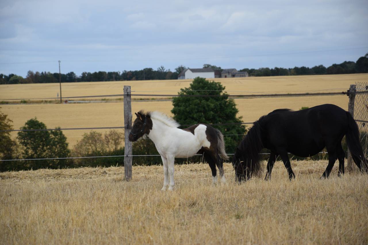 Foal m&acirc;le shetland
