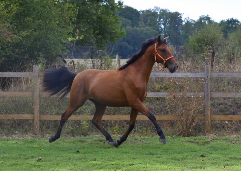Octavio du Puits Carr&eacute;, hongre PRE 2 an bai pearl 