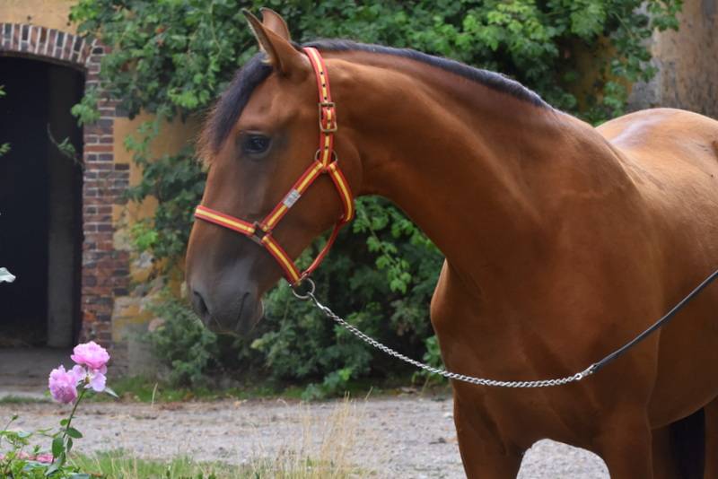 Octavio du Puits Carr&eacute;, hongre PRE 2 an bai pearl 