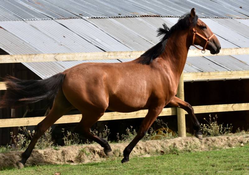 Octavio du Puits Carr&eacute;, hongre PRE 2 an bai pearl 