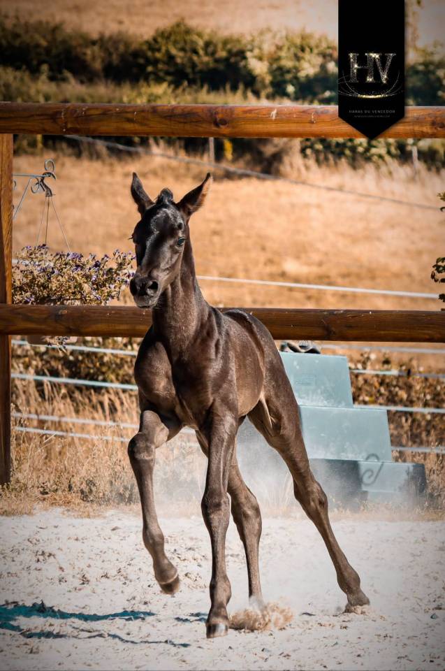 Pouliche kwpn Dressage 