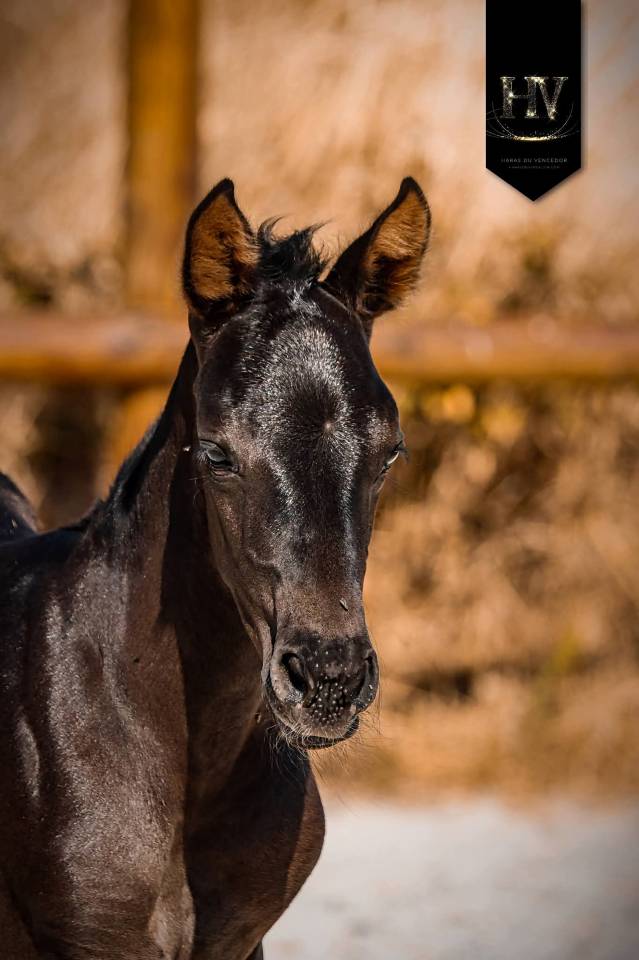 Pouliche kwpn Dressage 