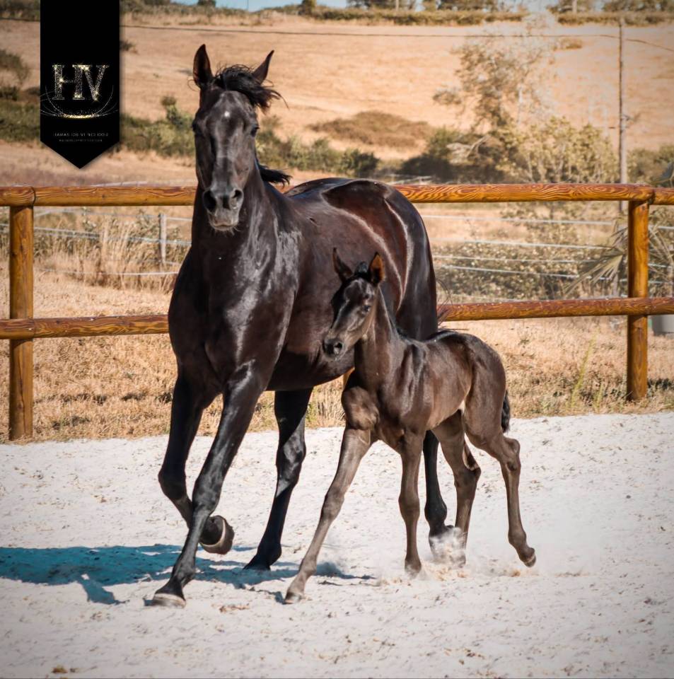 Pouliche kwpn Dressage 