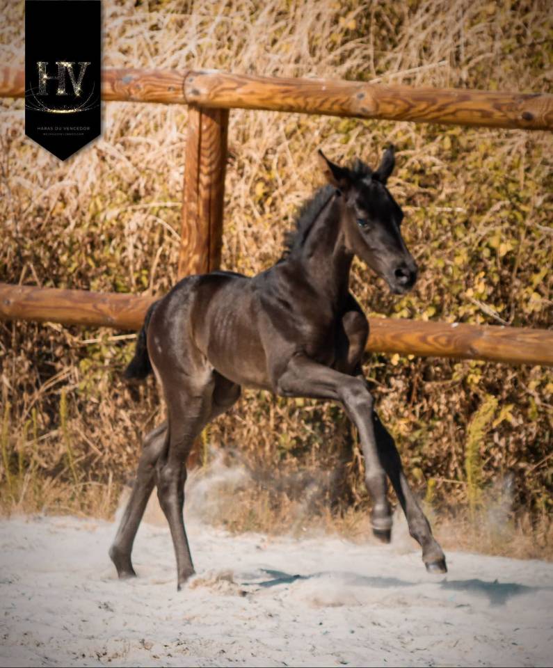 Pouliche kwpn Dressage 