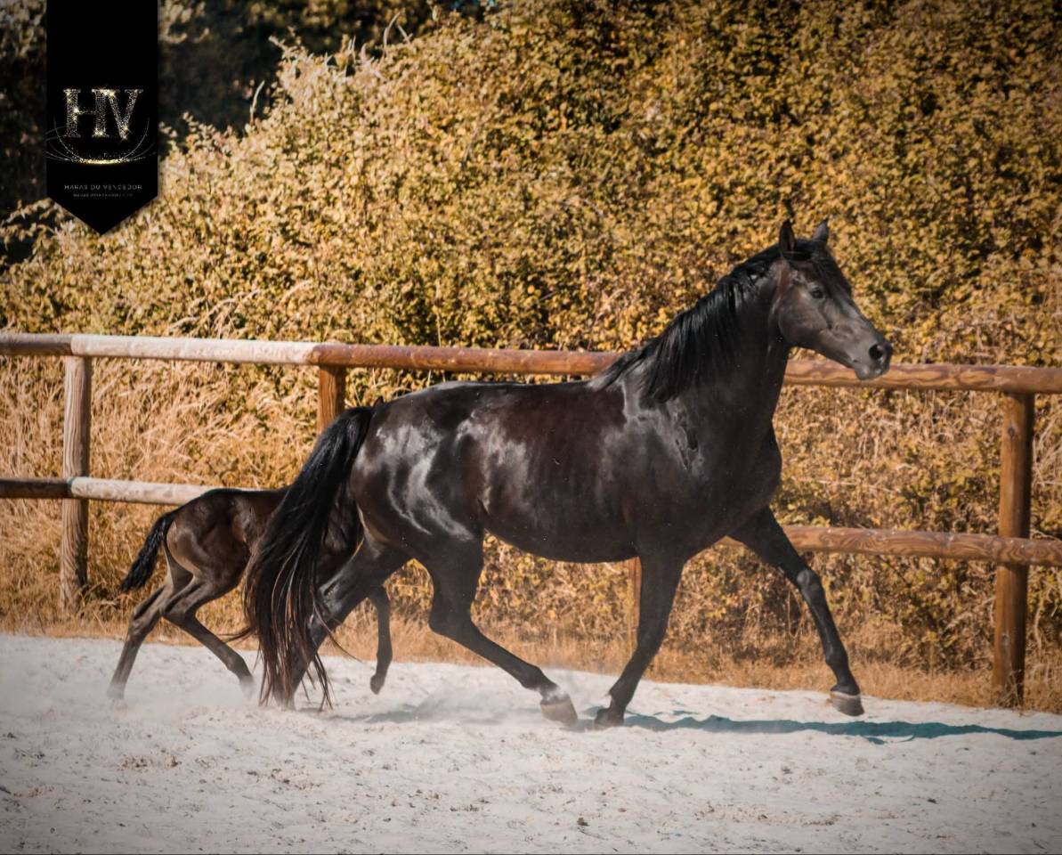 Pouliche kwpn Dressage 
