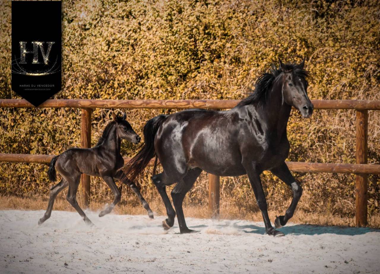 Pouliche kwpn Dressage 