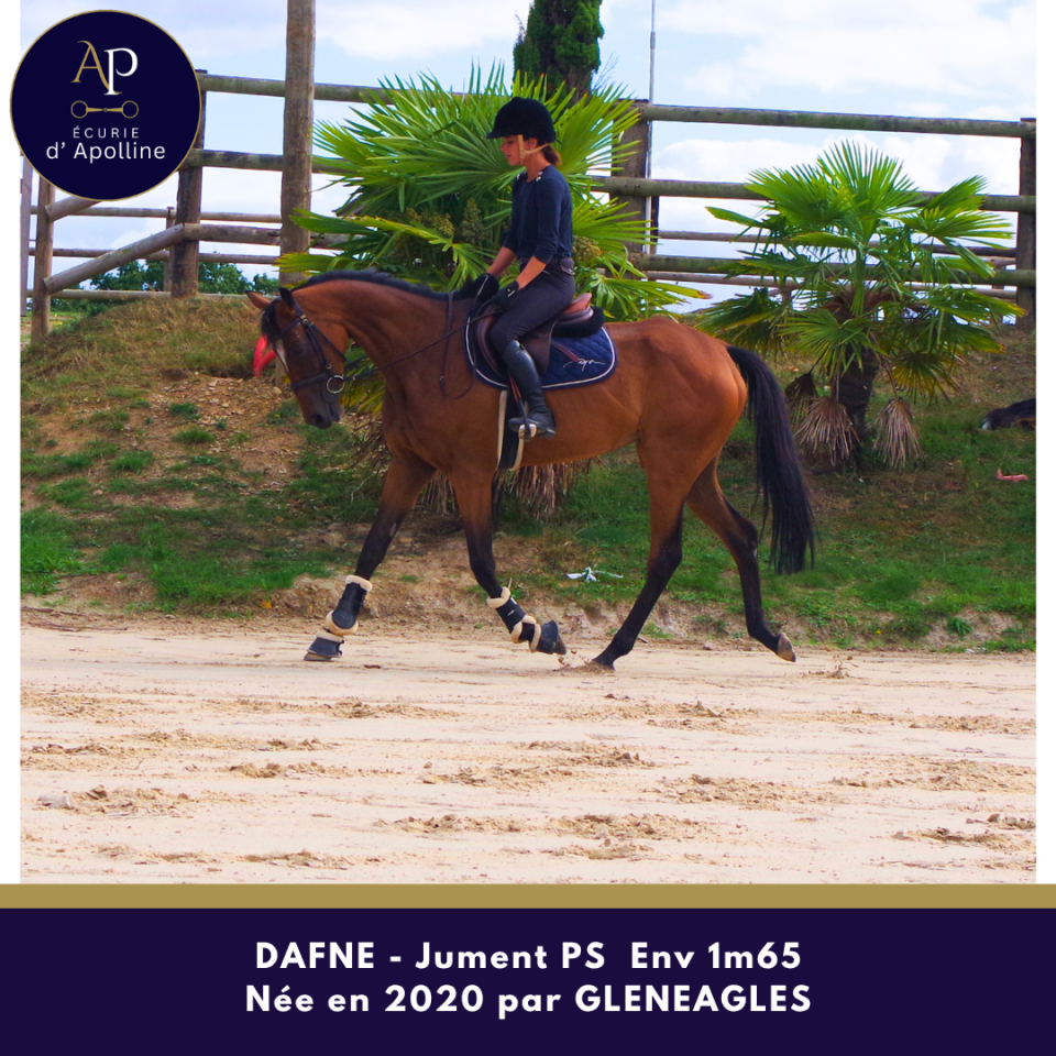 Chc jument de 6 ans env 1m65