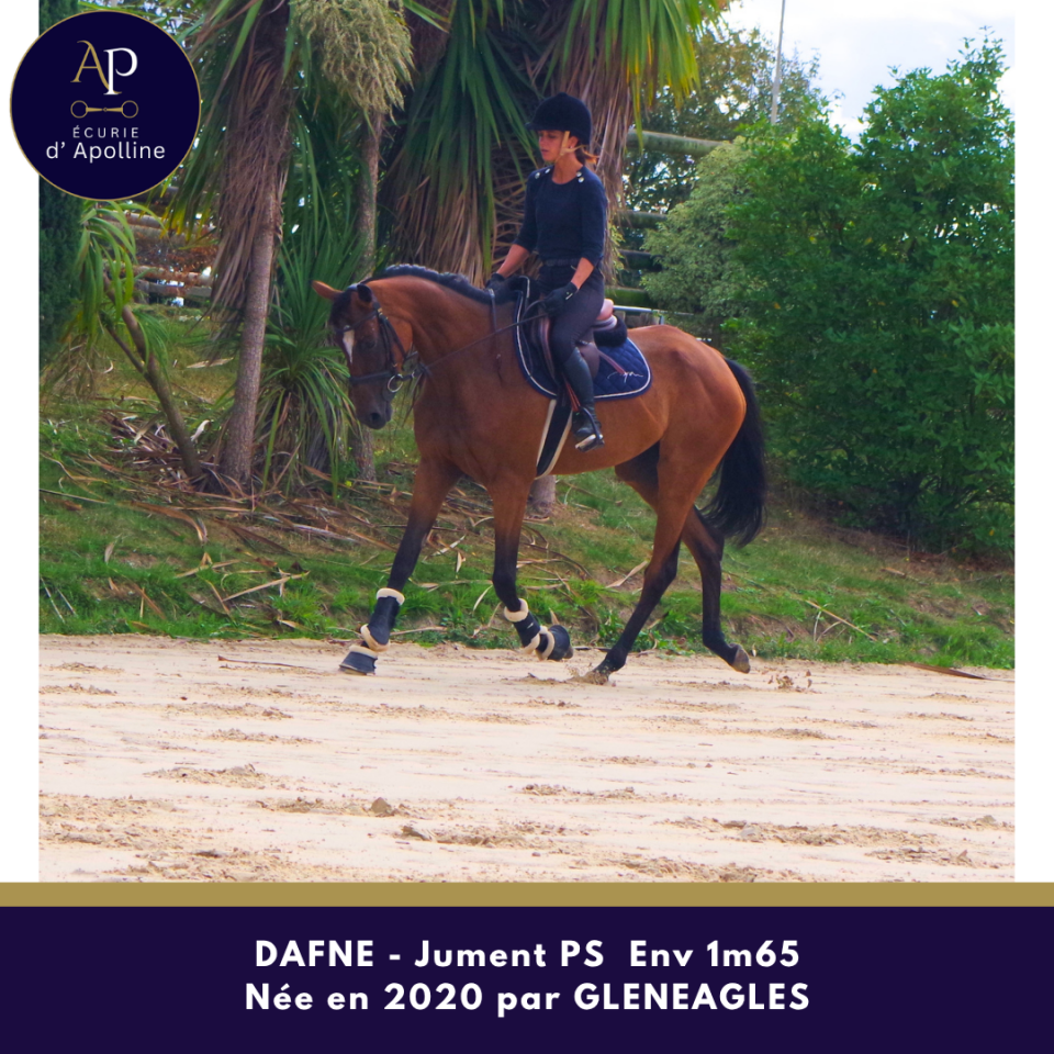 Chc jument de 6 ans env 1m65