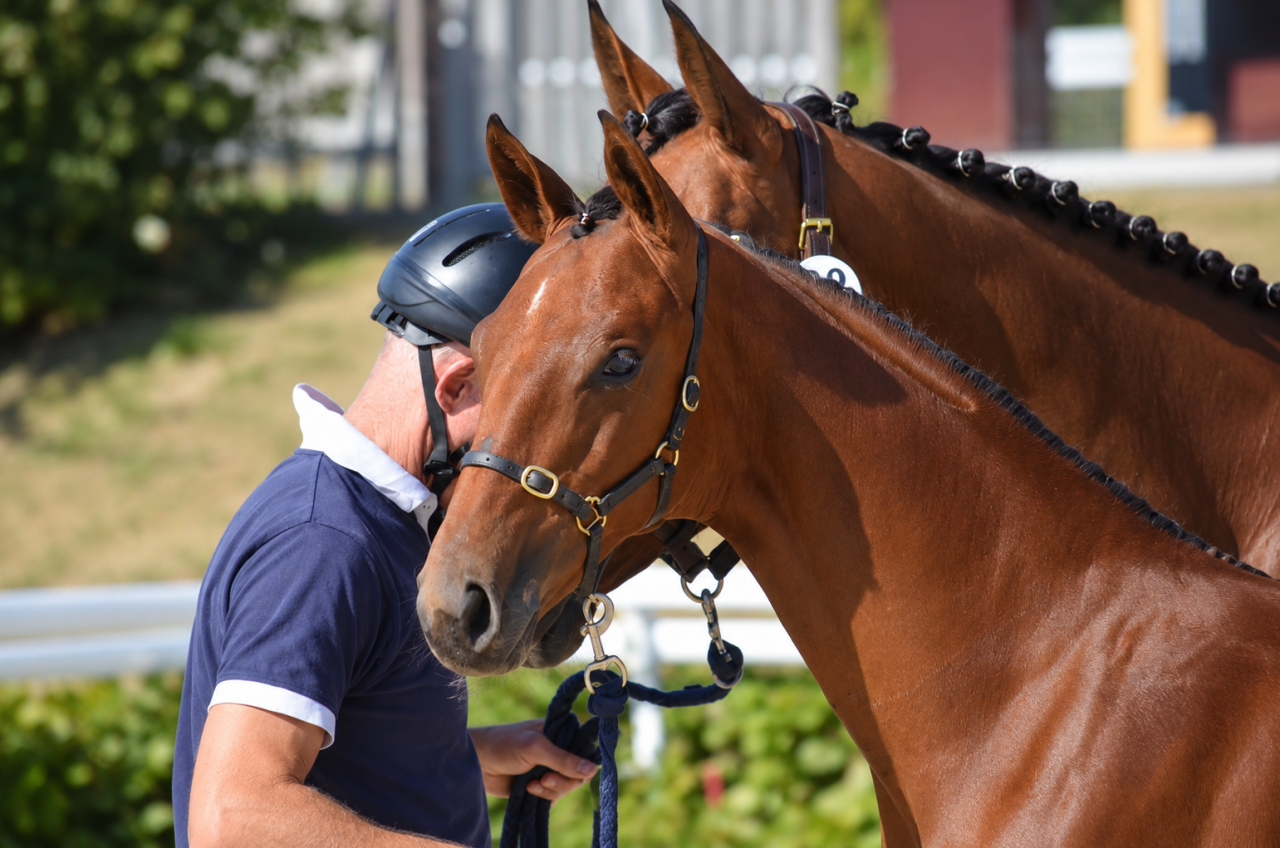 Poulain - Selle Fran&ccedil;ais - 2026 - Dressage - France