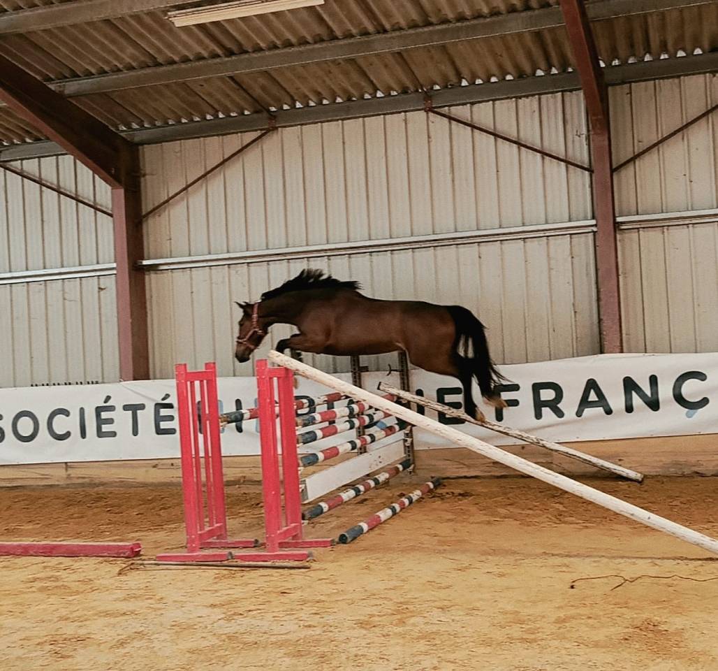 Jument SF de 3 ans 