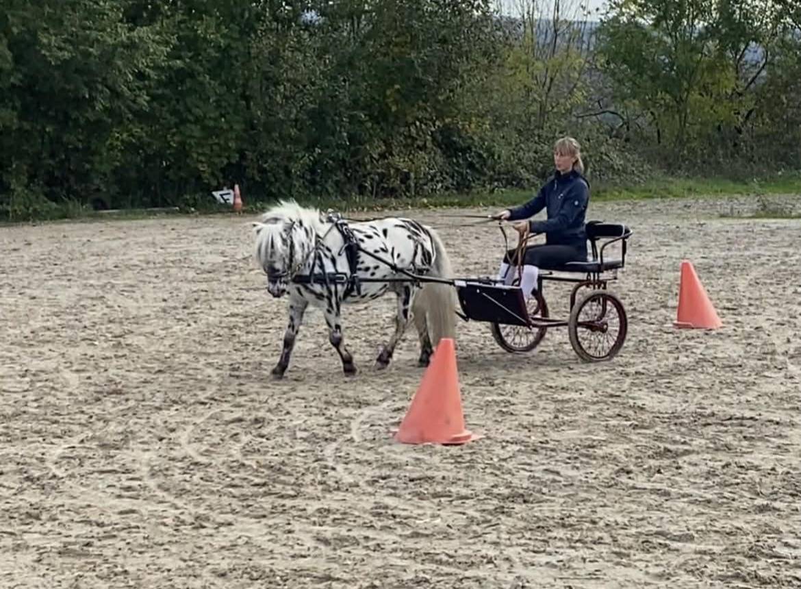 Shetland appaloosa 