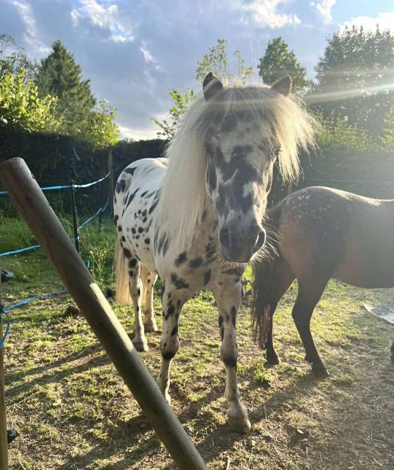 Shetland appaloosa 