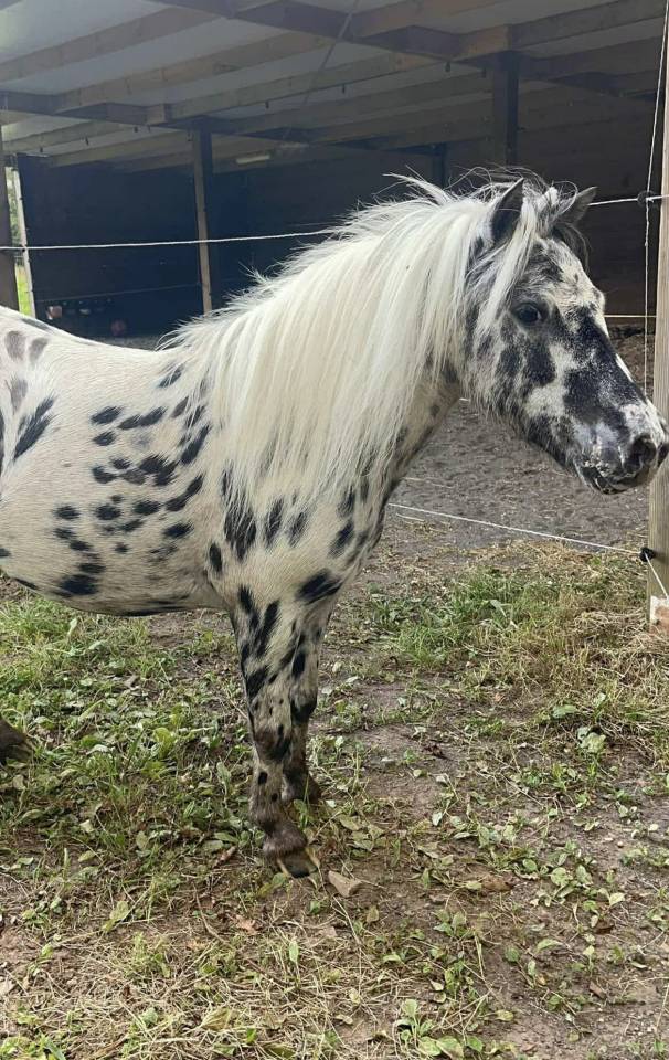 Shetland appaloosa 