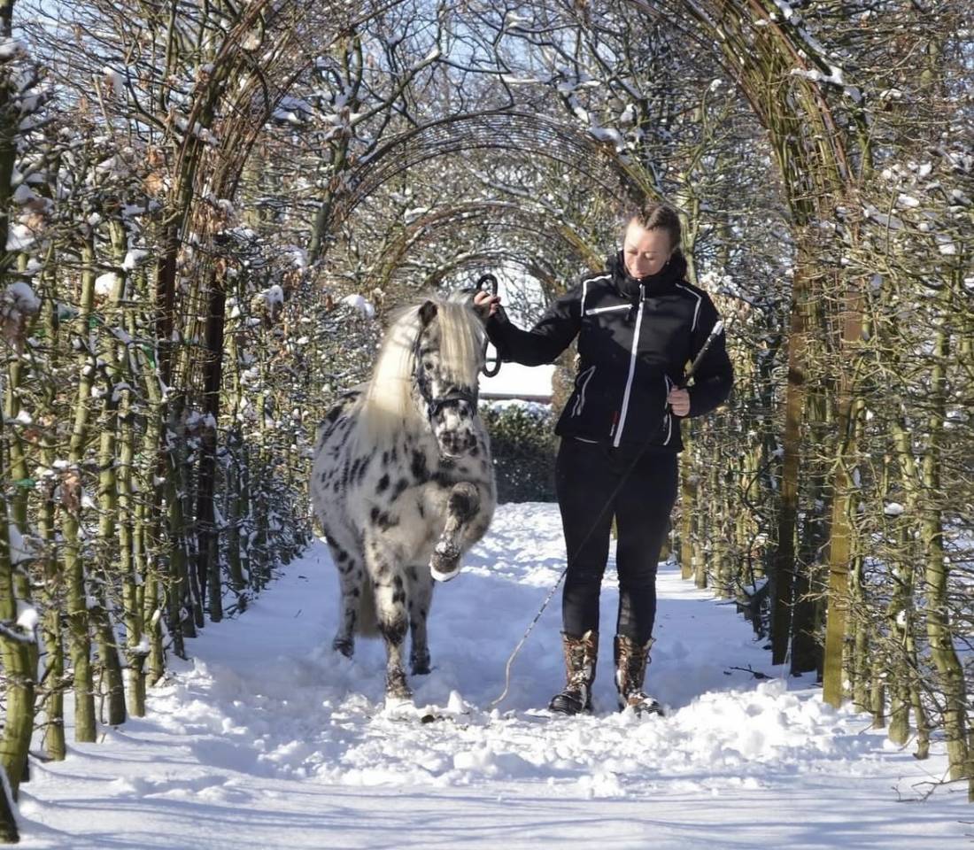 Shetland appaloosa 