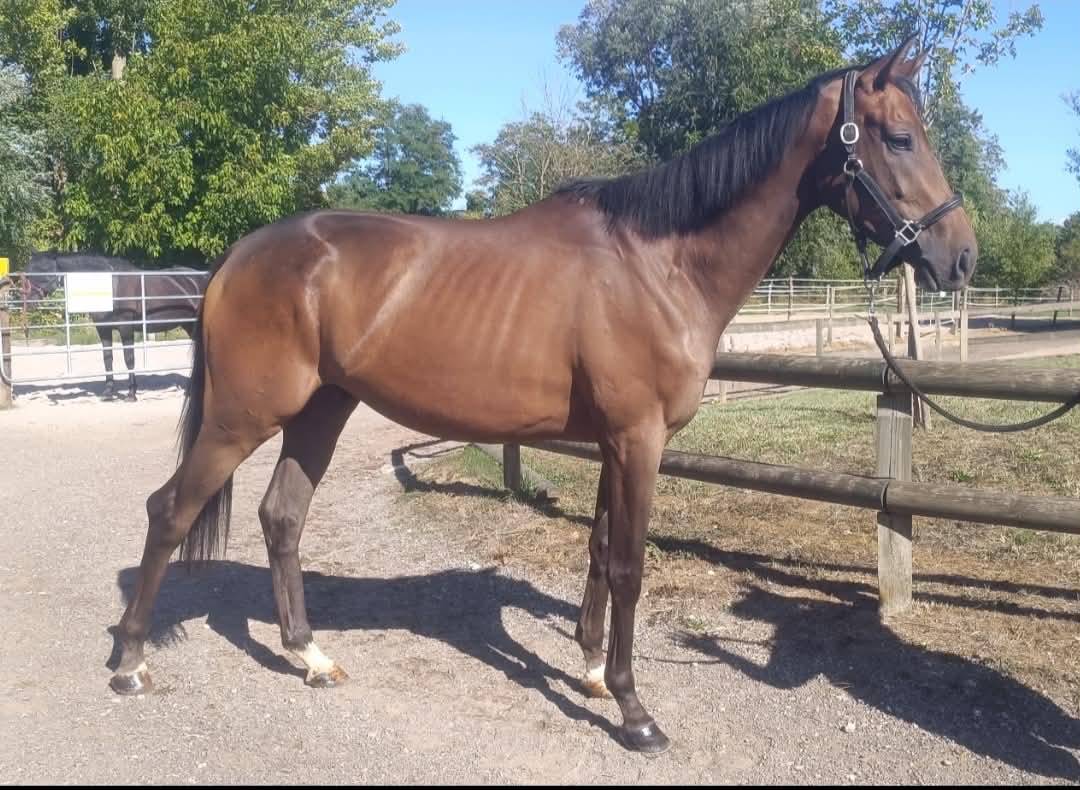 Hongre 3 ans CROSS - CSO - DRESSAGE - TOP EXTERIEUR