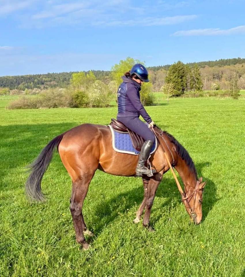 Hongre 3 ans CROSS - CSO - DRESSAGE - TOP EXTERIEUR