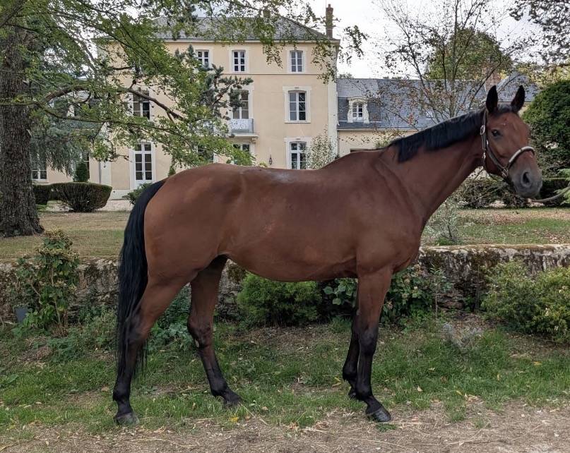 Jument hanovrienne de dressage - pr&ecirc;te Am2 GP 