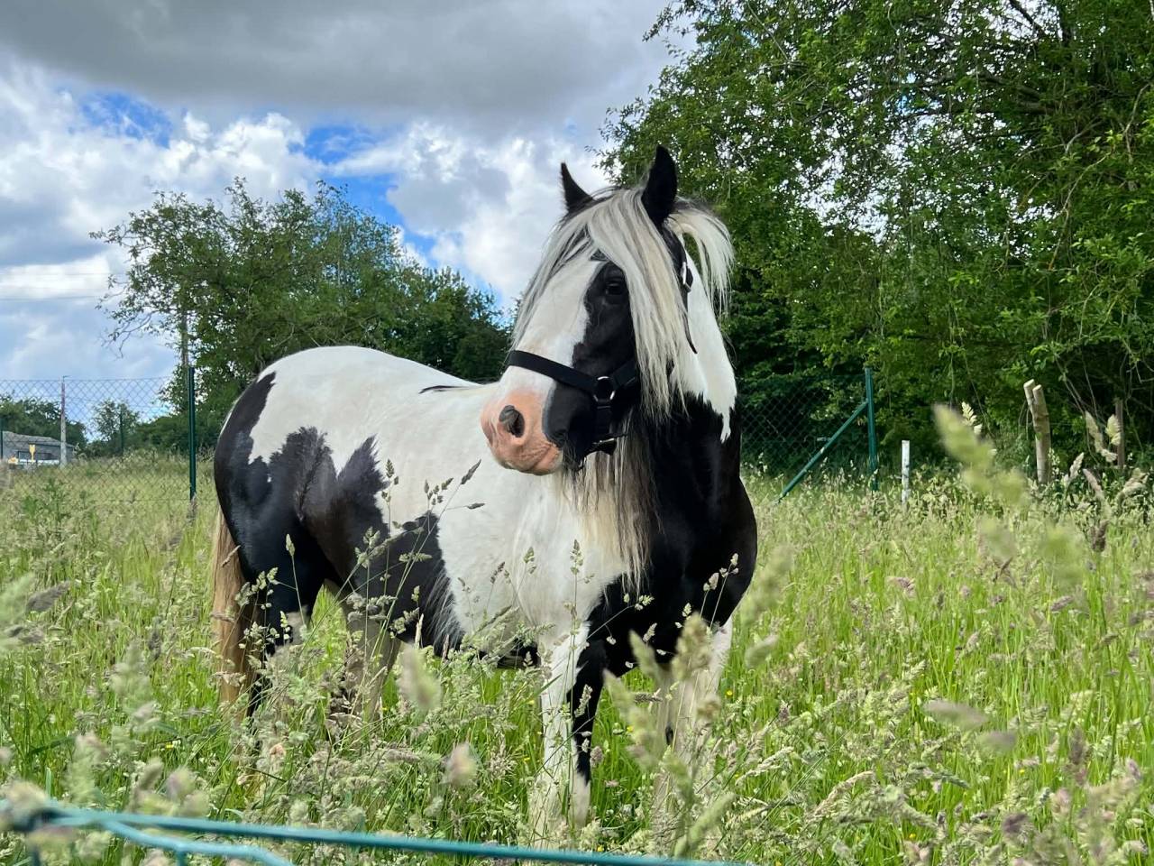 Jument irish cob pie noir et blanc 