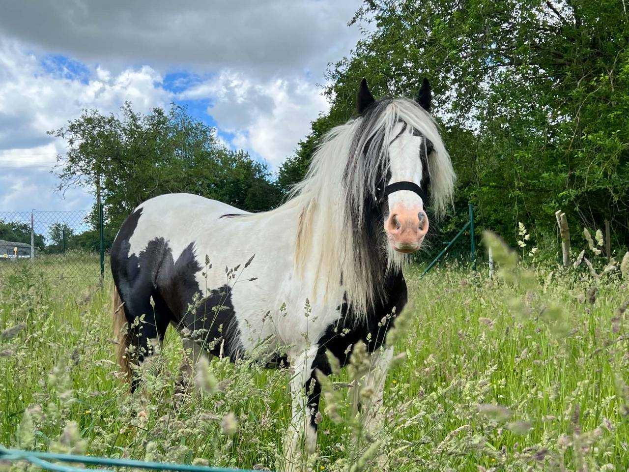 Jument irish cob pie noir et blanc 