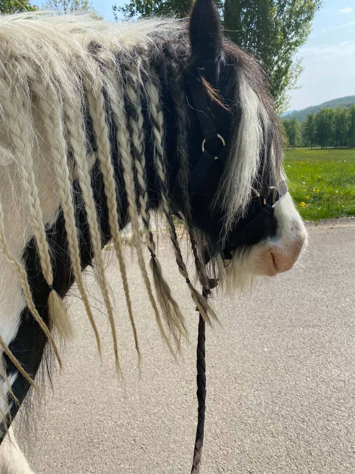 Jument irish cob pie noir et blanc 