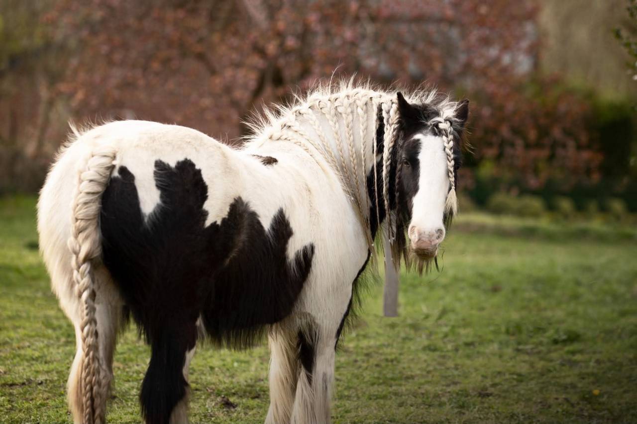 Jument irish cob pie noir et blanc 