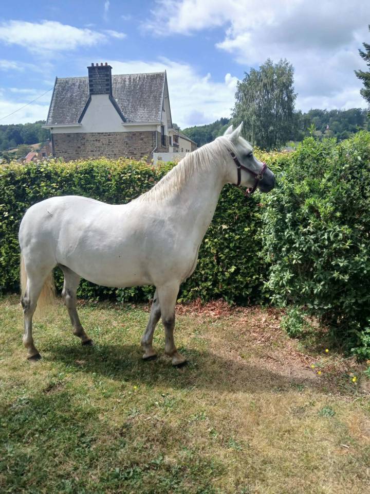 Jolie conn&eacute;mara 10 ans  mont&eacute;e et att&eacute;l&eacute;e
