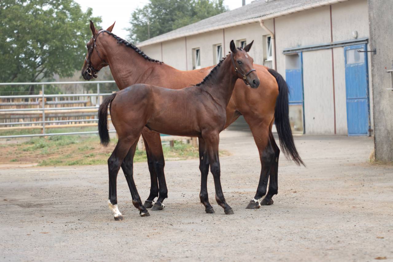 Foal femelle 2026, jument d'avenir
