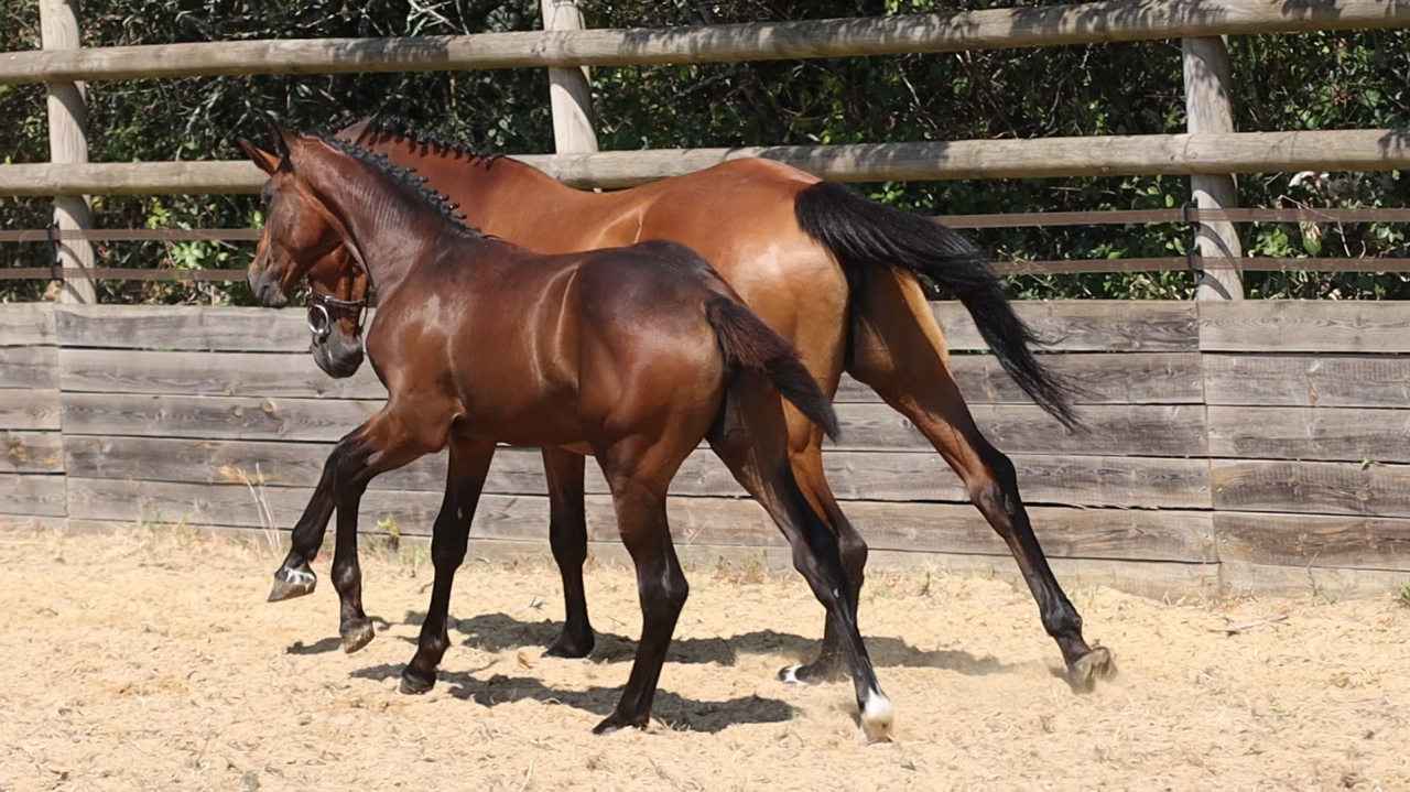 Foal femelle 2026, jument d'avenir