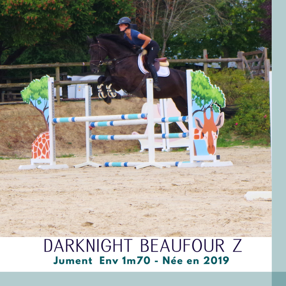 Superbe jument 7 ans CSO Env 1m70