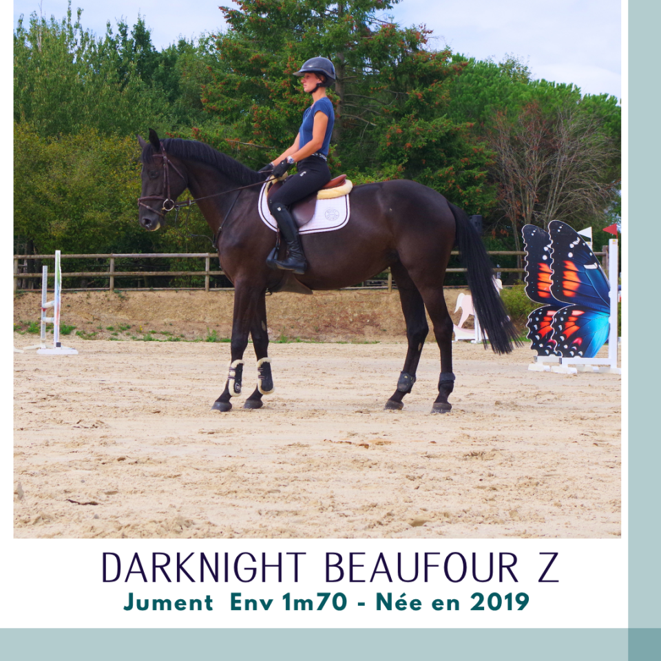 Superbe jument 7 ans CSO Env 1m70