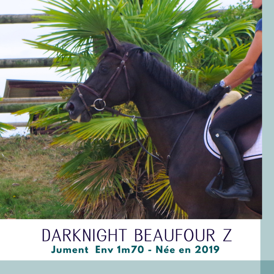 Superbe jument 7 ans CSO Env 1m70