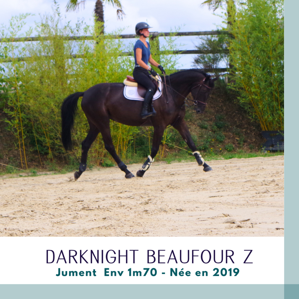 Superbe jument 7 ans CSO Env 1m70