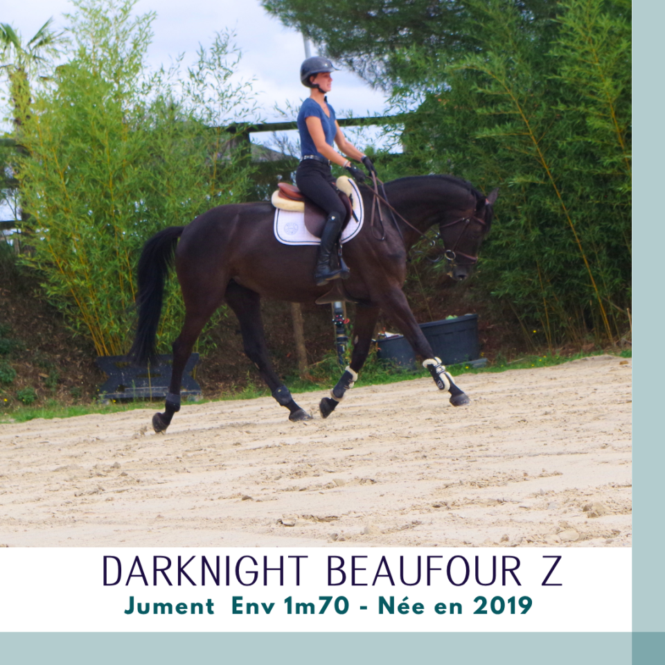 Superbe jument 7 ans CSO Env 1m70