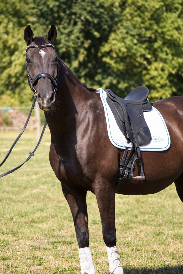 Jument - KWPN - 11 ans  - Dressage - France
