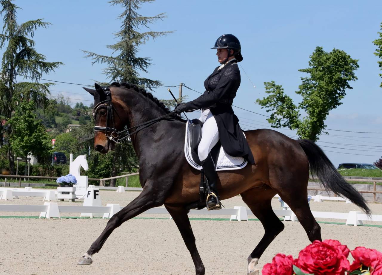 Hongre - KWPN - 14 ans - Dressage / PSG - France